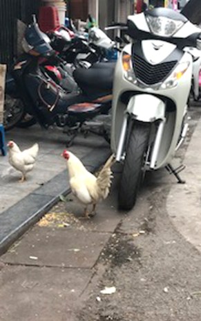 life in hanoi
