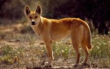 Dingo