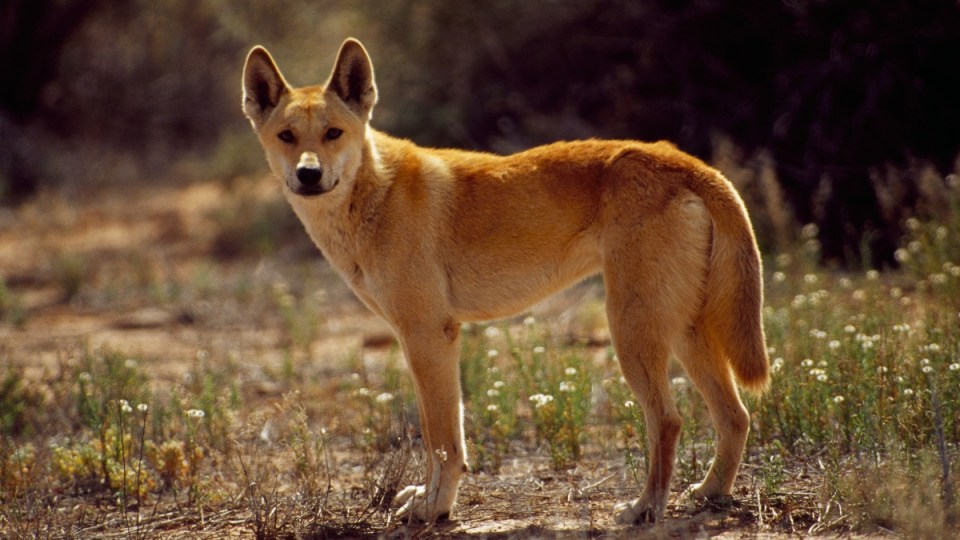 Dingo