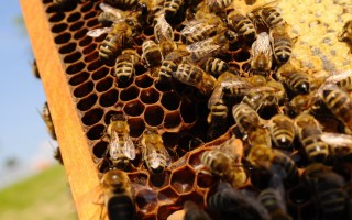 bee hives varroa mite