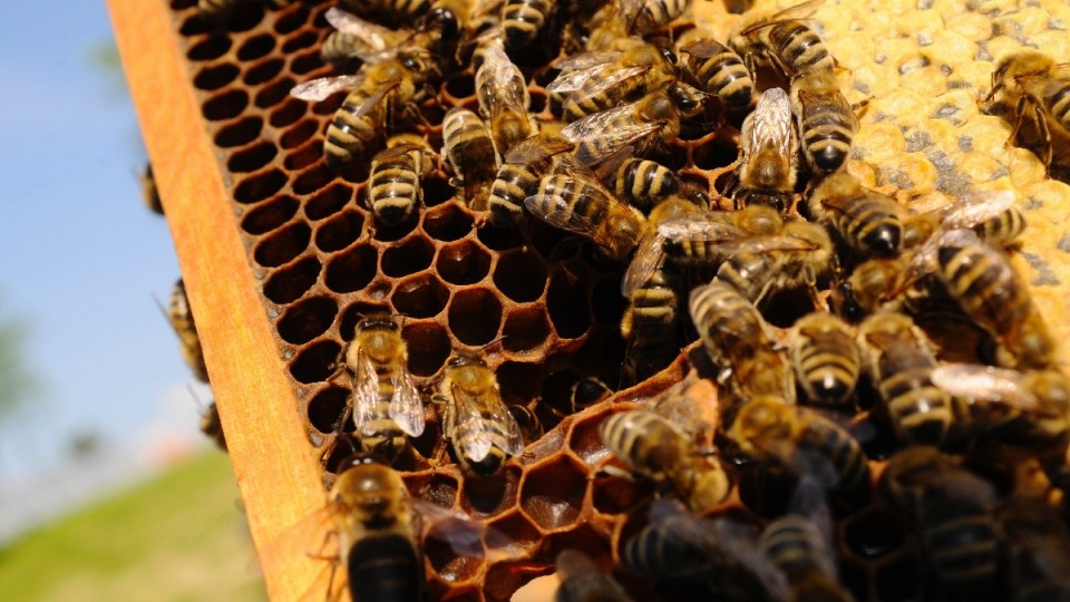 bee hives varroa mite