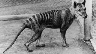 tasmanian tiger