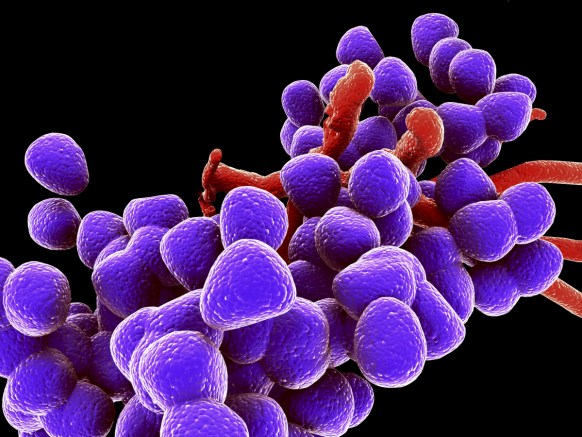 superbug E. faecalis