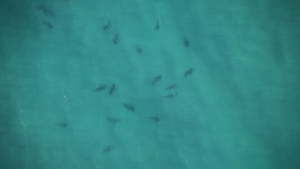 sharks beach balliina