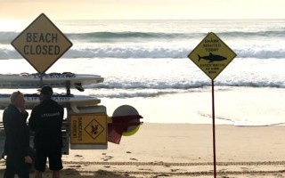 manly beach shark attack