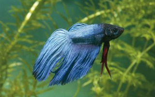 Siamese fighting fish
