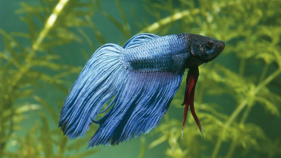 Siamese fighting fish
