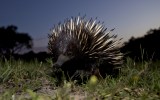man kill echidna