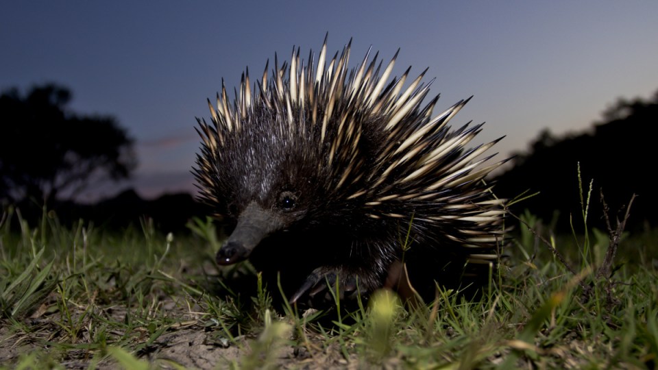 man kill echidna