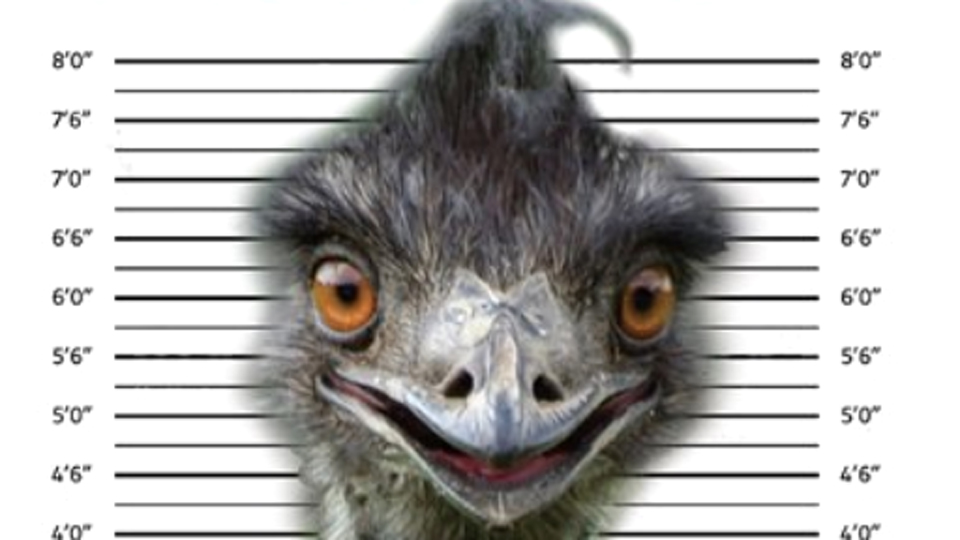 eno emu north carolina