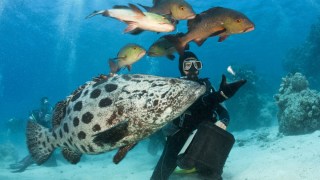 great barrier reef funding