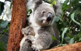 NSW koalas endangered