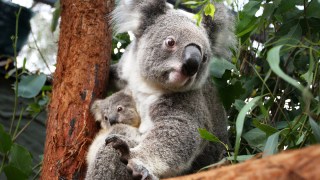 NSW koalas endangered