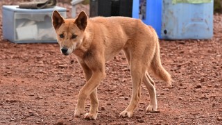 dingoes K'gari