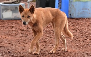 dingoes K'gari