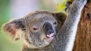 koalas australia