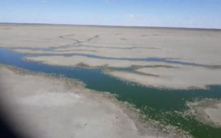 dead fish menindee