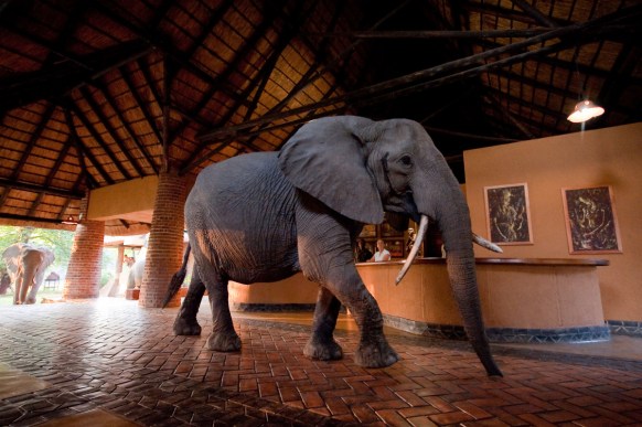 first time safari tips