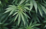 germany-marijuana-funeral-high