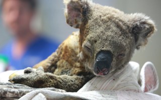 bushfires animal toll 2020