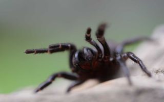 funnel web spiders weather