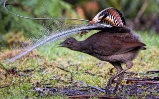 lyrebird