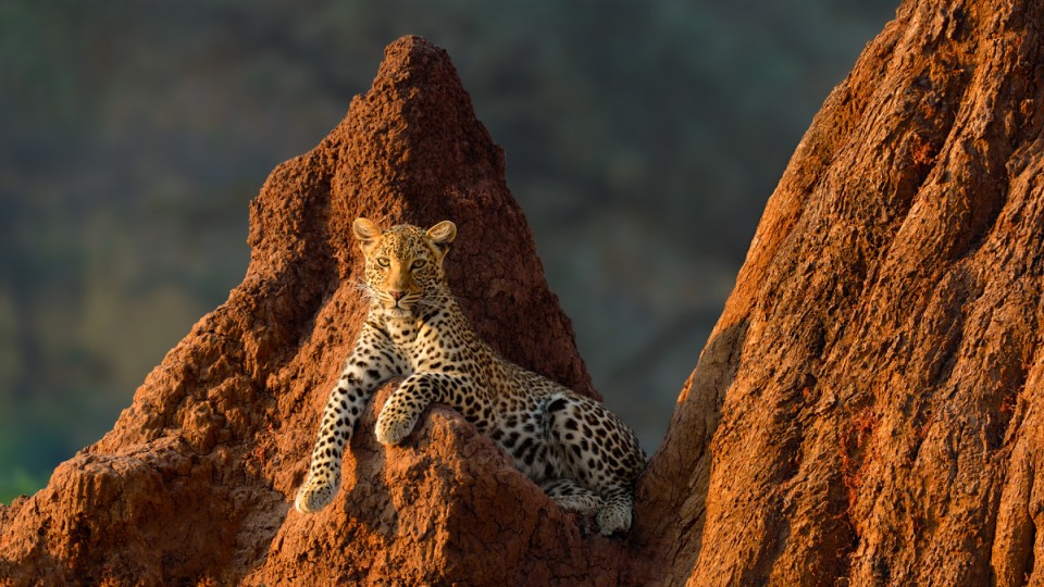 big five updated animals