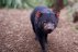 A Tasmanian devil at Bonorong.