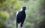 close up of an Australian Magpie on a post outside singing