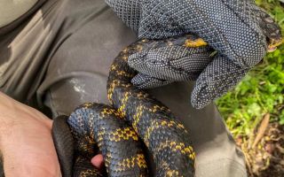 tiger snakes perth