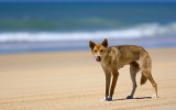 dingo boy bite fraser island