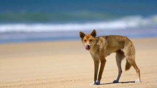dingo boy bite fraser island