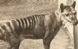 Tasmanian tiger