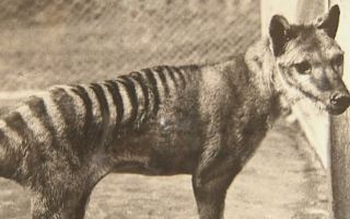 Tasmanian tiger