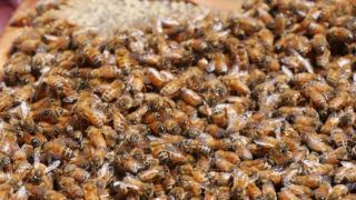 bees honey la nina australia