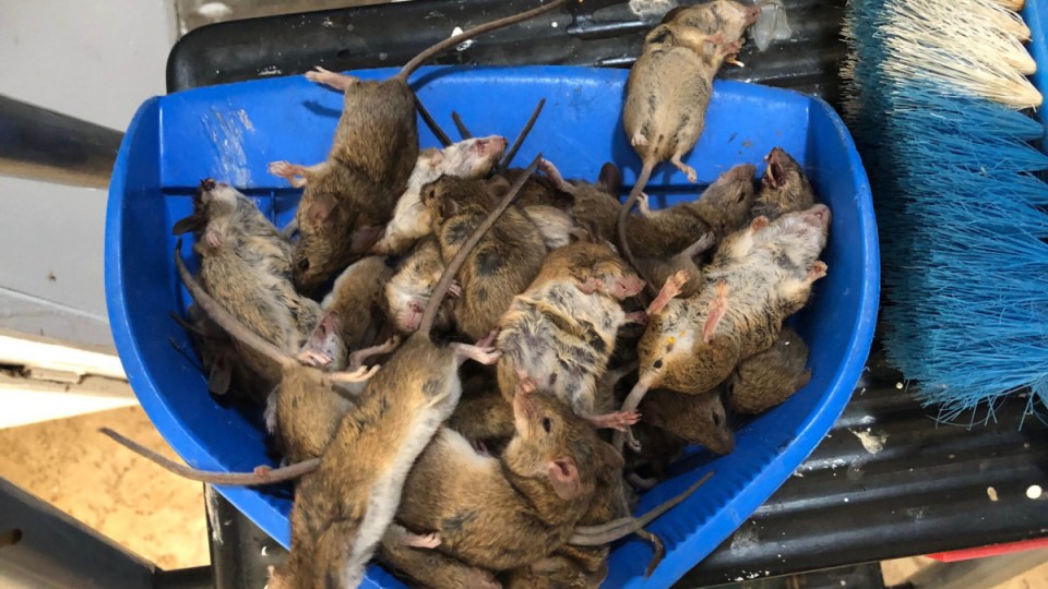 mice plague nsw