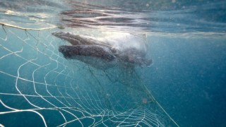 gold coast whale stuck