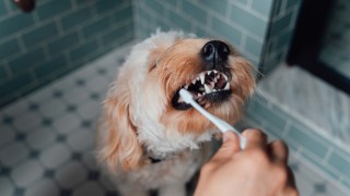 Dog teeth brushing
