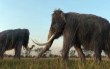 woolly mammoths