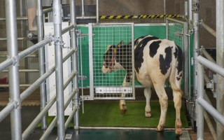 cows toilet training