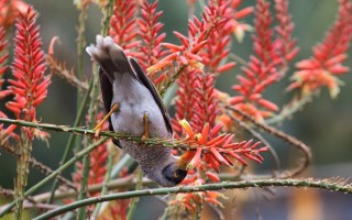 Noisy Miners cull