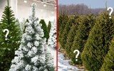 Christmas trees