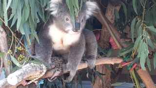 koalas bridgewater plantation
