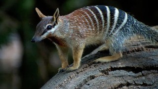numbat
