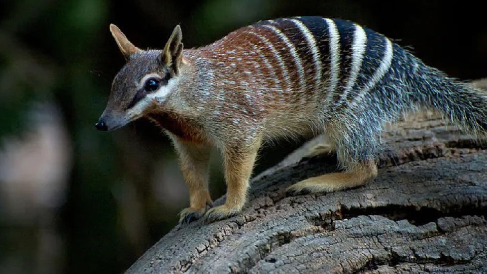 numbat