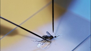 qld japanese encephalitis