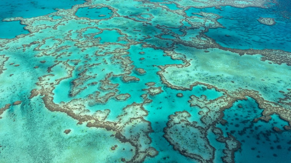 Great Barrier Reef bleaching