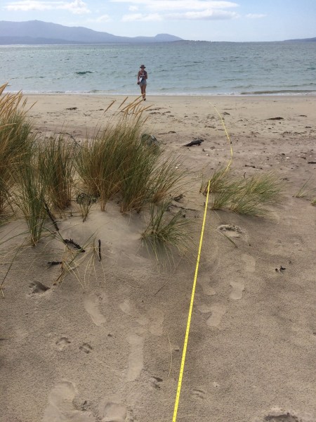 Part of Dr Kathryn Willis's research involved physically surveying beaches for litter around Australia.
