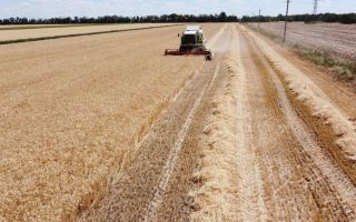 Ukraine food security