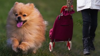 small dogs kirstie clements